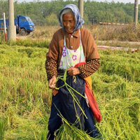 捡稻穗的老奶奶