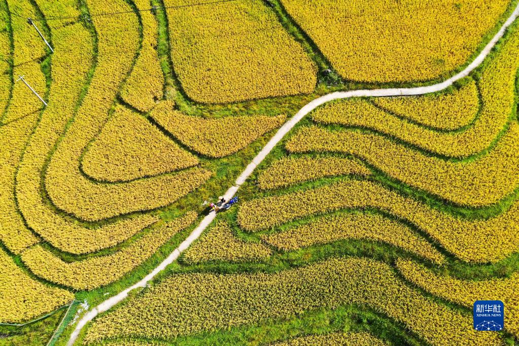 不一样的视角别样美!无人机航拍丰收的田野