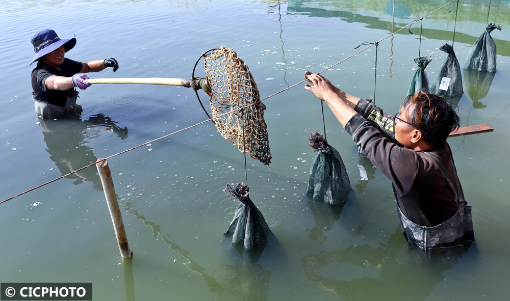甘肃临泽:鱼蟹捕捞忙 志愿服务解愁难