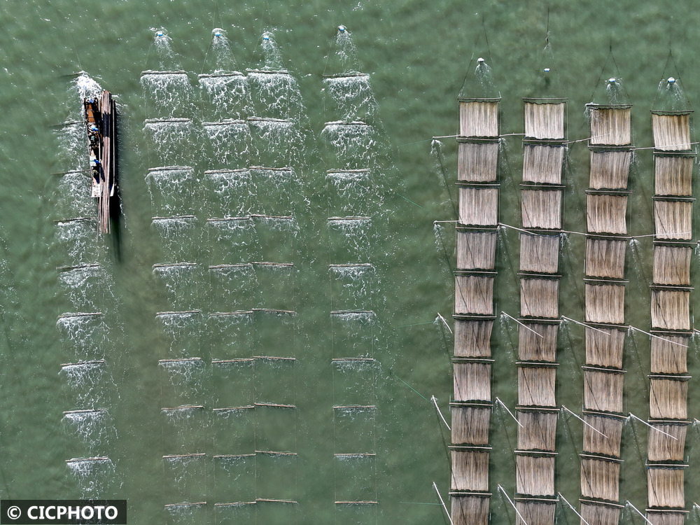 浙江:海上菜园 紫菜养殖忙