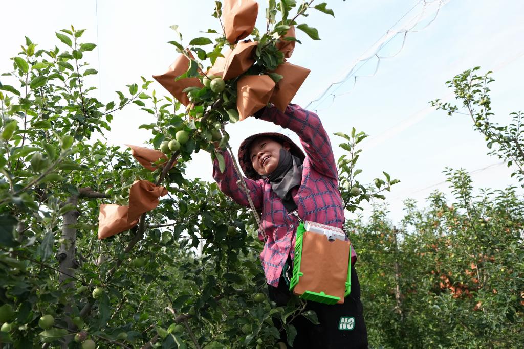 陕西白水：苹果试验站铺就“致富路”