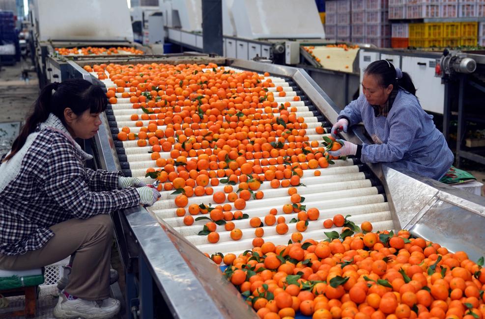 云南华宁：柑橘产业助增收