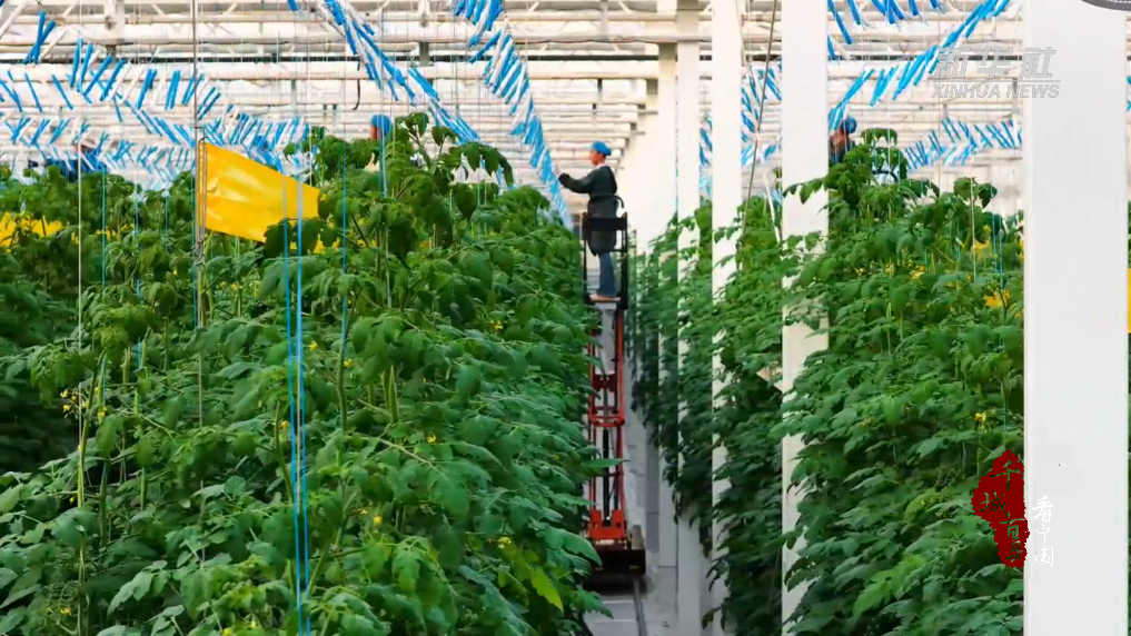 千城百县看中国丨河北大名：小番茄绘就现代农业“大场景”