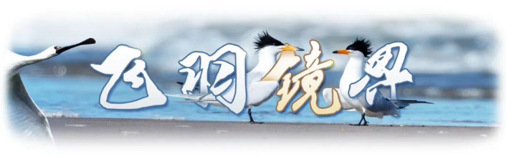 飞羽镜界丨我与“中国最美小鸟”的“约会”-新华网