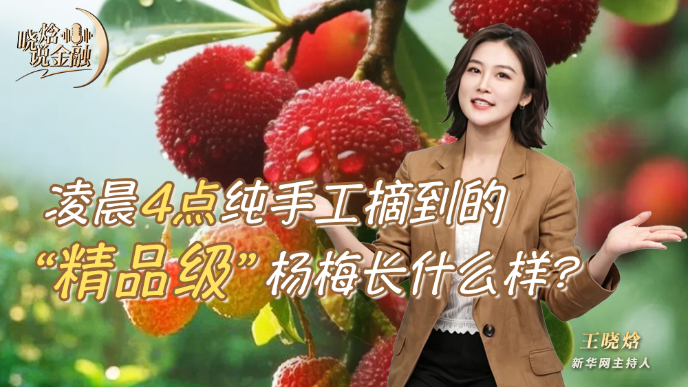 晓焓说金融丨凌晨4点纯手工摘到的“精品级”杨梅长什么样？