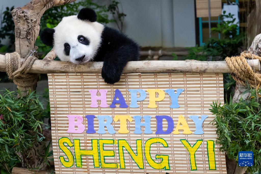 在马出生的大熊猫宝宝升谊庆祝一岁生日
