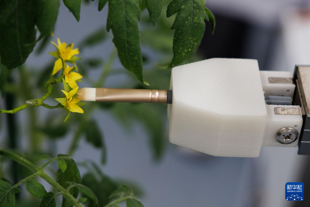 首台全流程智能育种机器人亮相