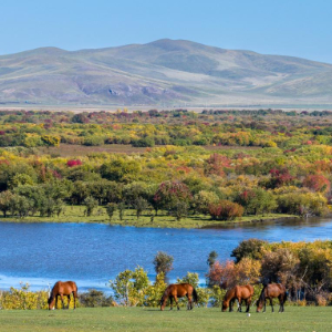 飞阅中国丨额尔古纳湿地秋日即景-