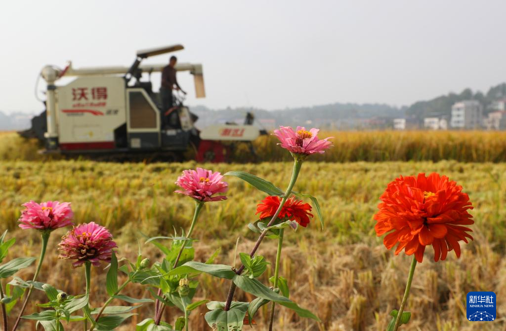 全国秋粮主产区收获已超八成半