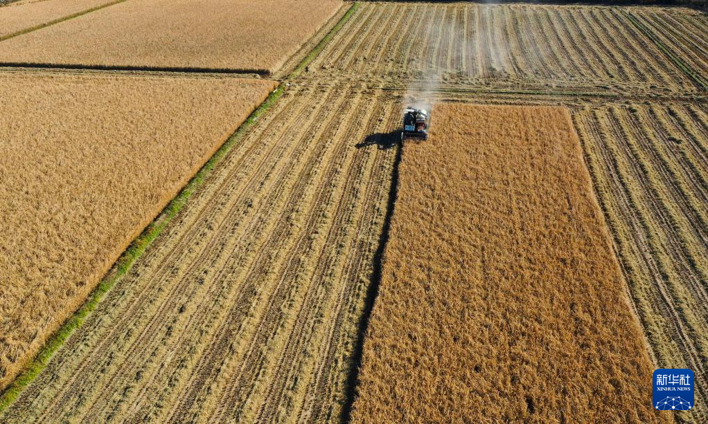 秋日“丰”景好