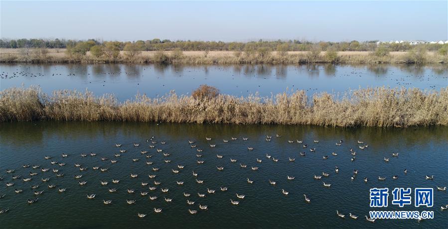 （环境）（1）鸟舞衡水湖