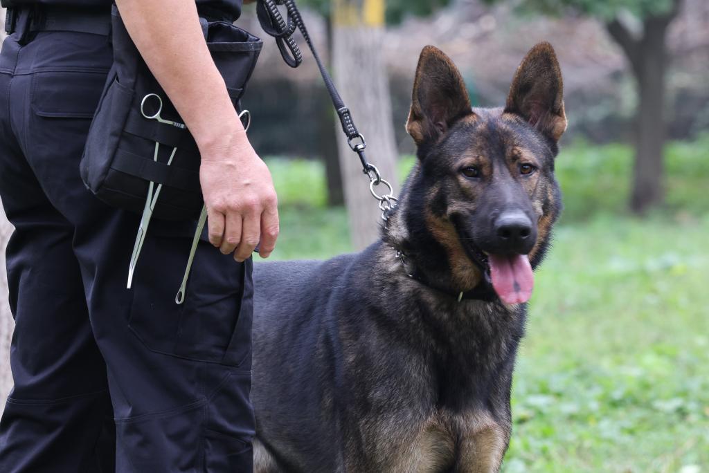 打造警犬“国字号”品牌！公安部力推昆明犬走向全国