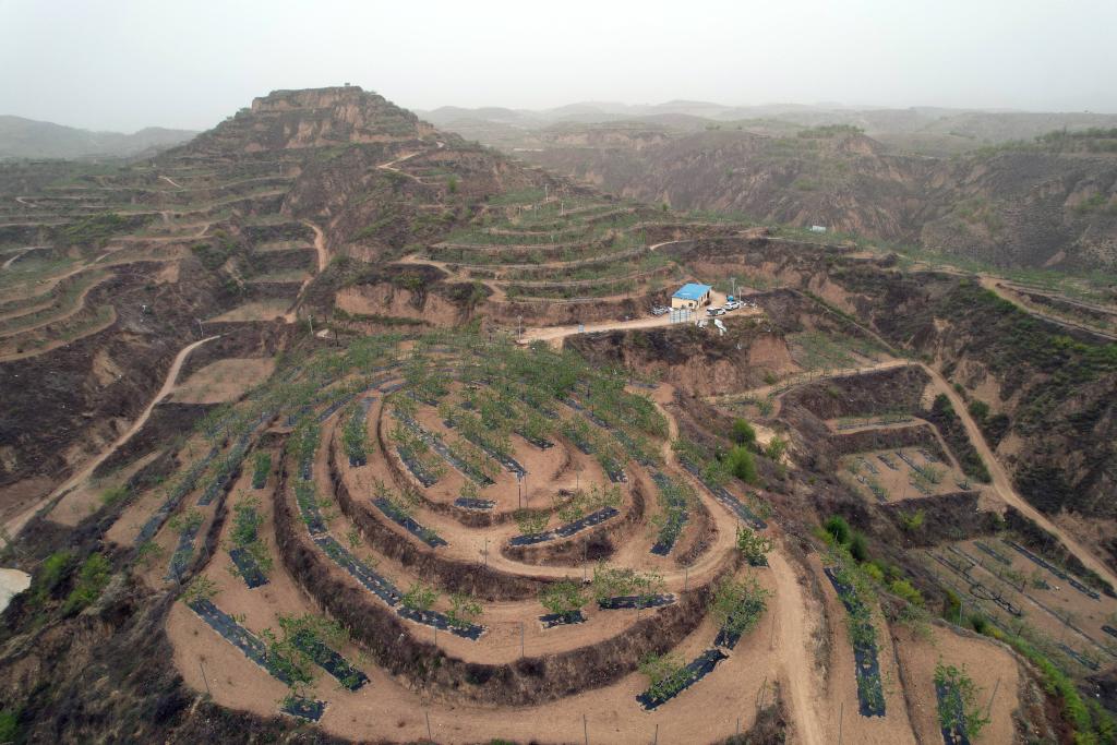 记者手记：苹果北移西扩 探访陕甘最大种植区