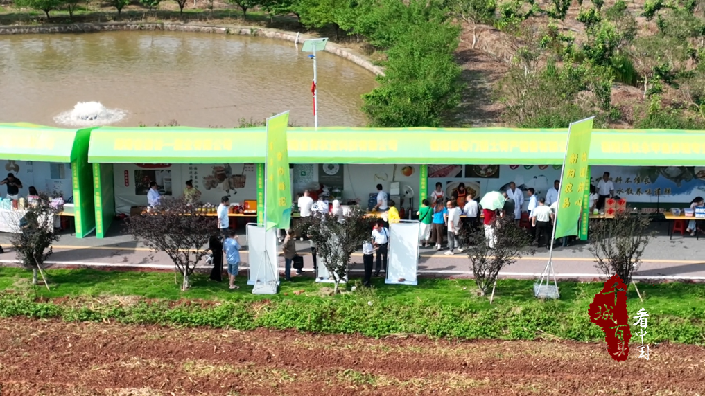 千城百县看中国丨湖南衡阳：稻田里的夏日蛙鸣迎八方来客