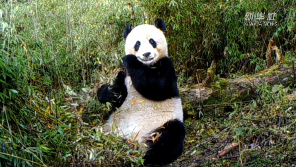 美丽中国行·探秘大熊猫国家公园甘肃片区