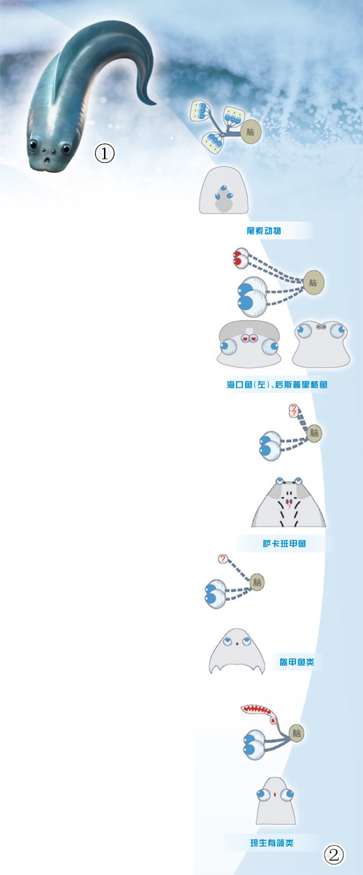 远古脊椎动物或拥有四只成像眼
