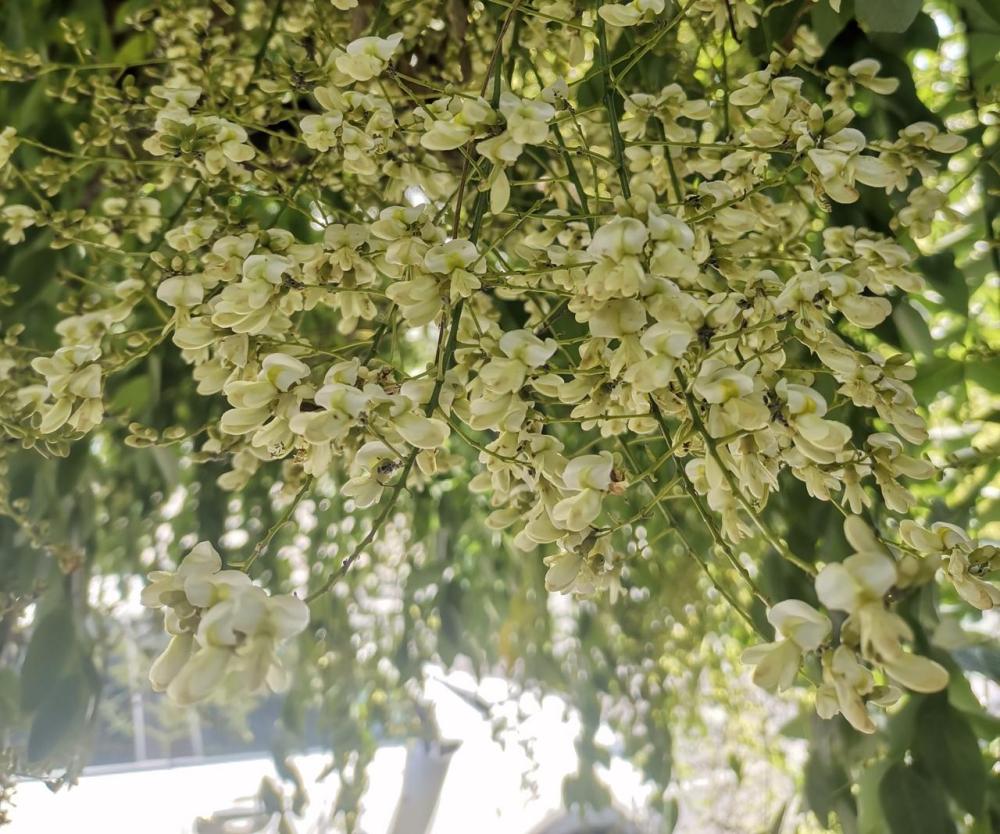 盛夏京城槐花韵