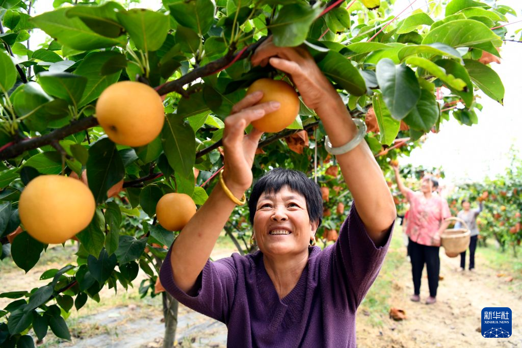 山东乐陵：盐碱地综治赋能乡村振兴