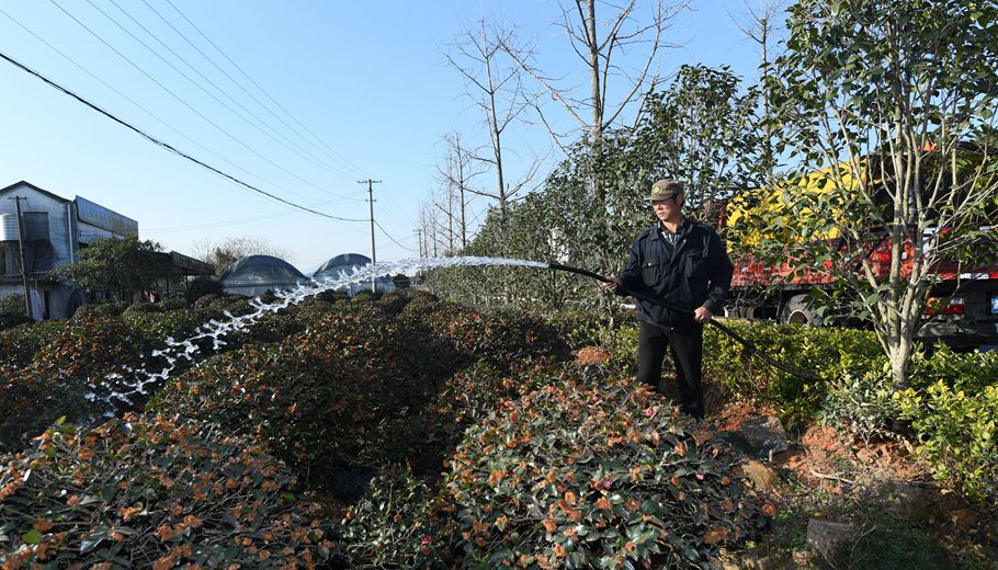 美丽茶花铺就富农路