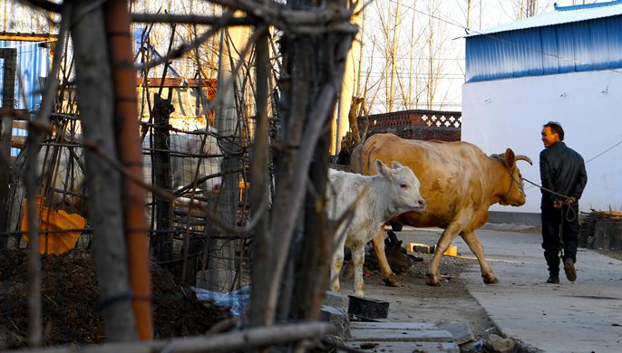一头牛拉动百亿产业：河南泌阳的&ldquo;牛&rdquo;经济