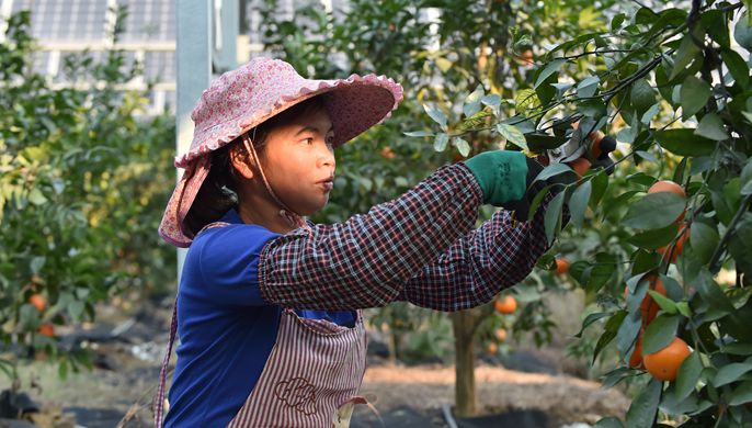 广西桂平：&ldquo;农光互补&rdquo;助农增收