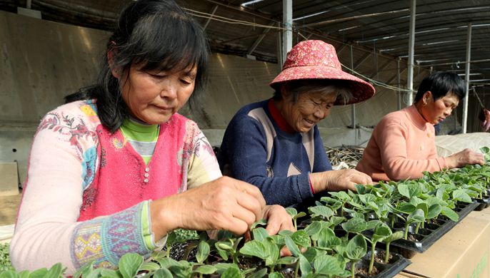 &ldquo;订单育苗&rdquo;助农增收
