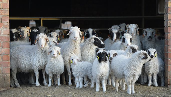 一只高科技滩羊的&ldquo;裂变&rdquo;效应