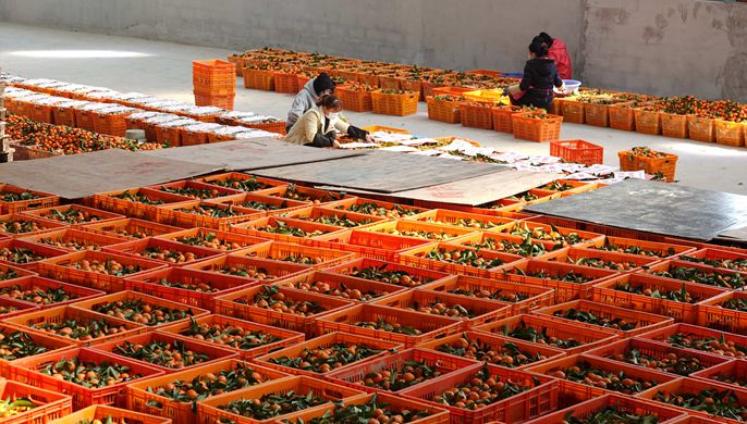 广西河池：扶贫车间选果忙