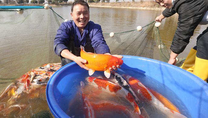 浙江湖州：锦鲤喜丰收