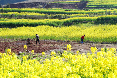 新华全媒+|一年之计在于春