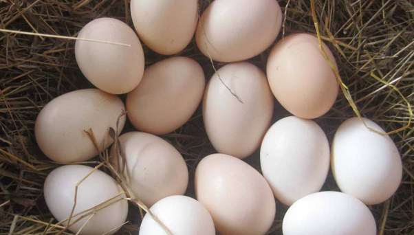 长斑鸡蛋含有沙门氏菌？不必恐慌！