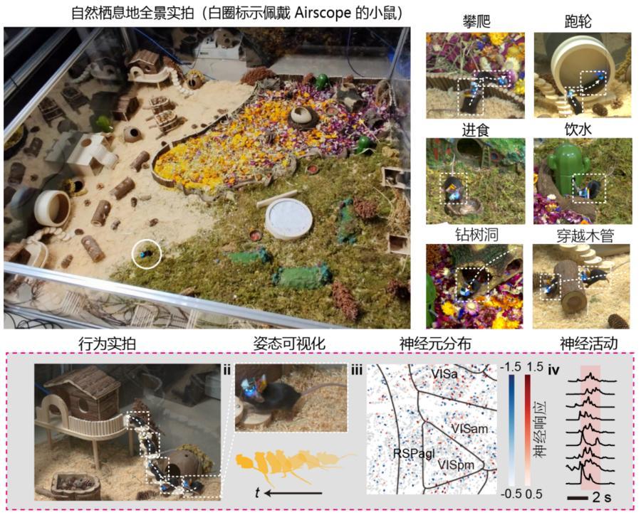 Wireless Airscope Microscope Weighs One Gram for Brain Tracking