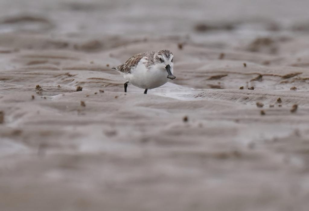 &ldquo;鸟中大熊猫&rdquo;福建泉州越冬
