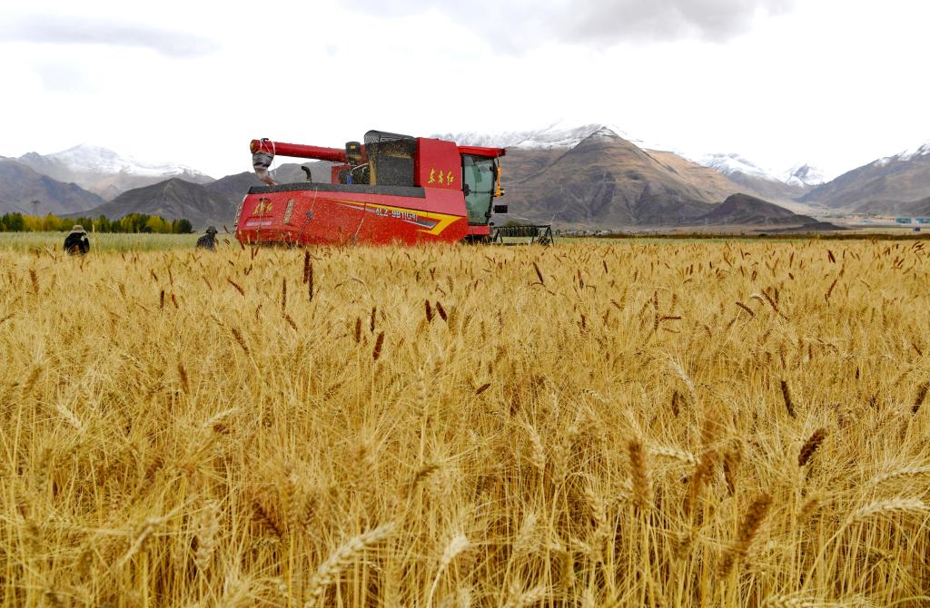 高质量发展调研行丨西藏建成高标准农田422万亩