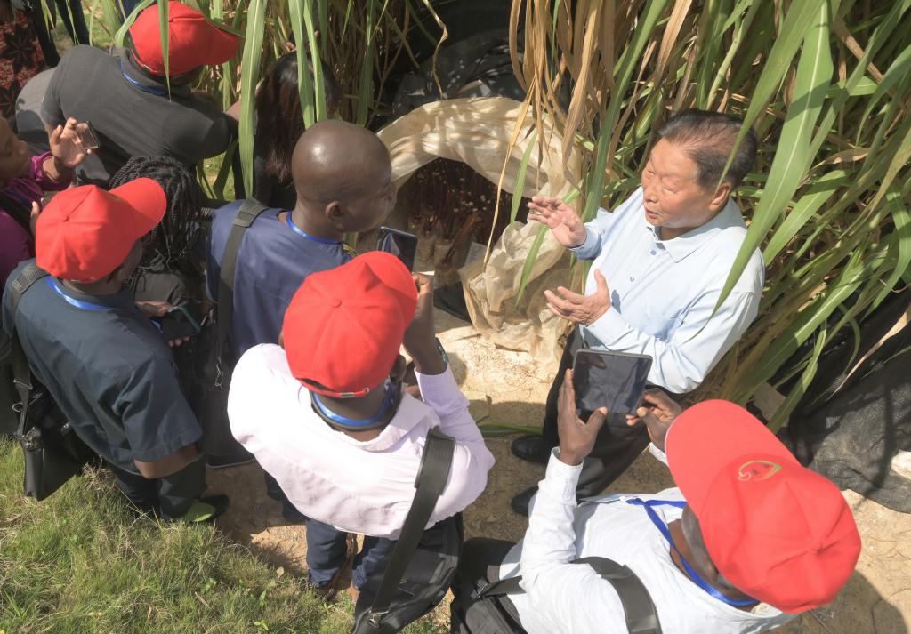 林占熺和&ldquo;中国草&rdquo;