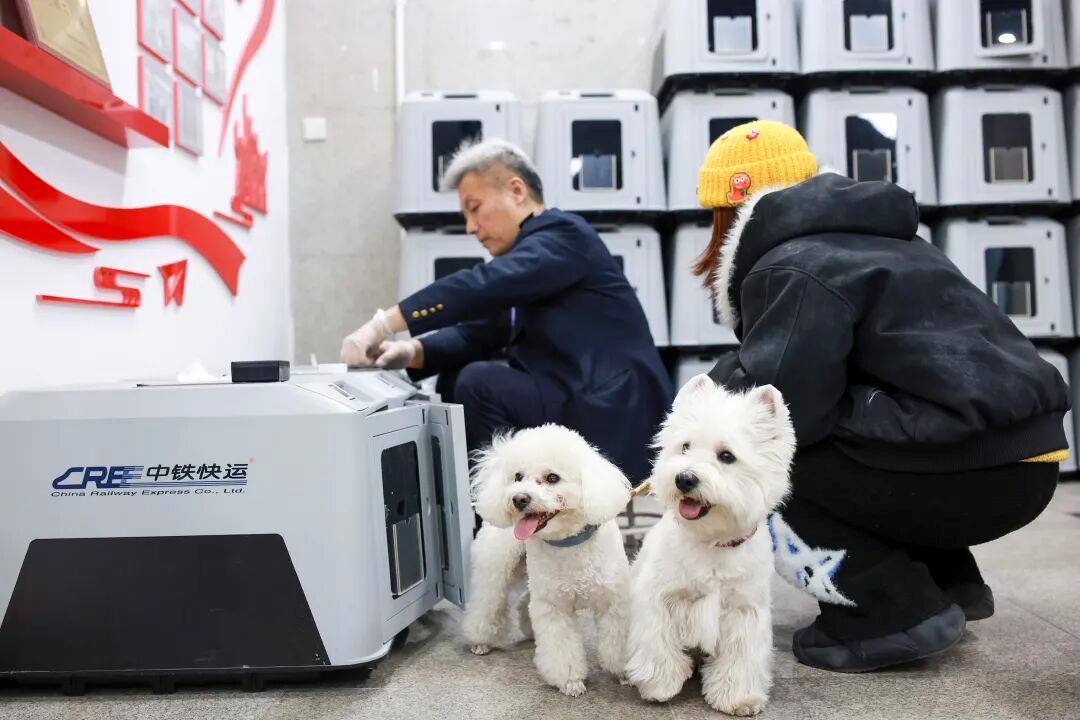 铁路宠物托运升级 它们可以独自“坐”高铁了_商业头条网