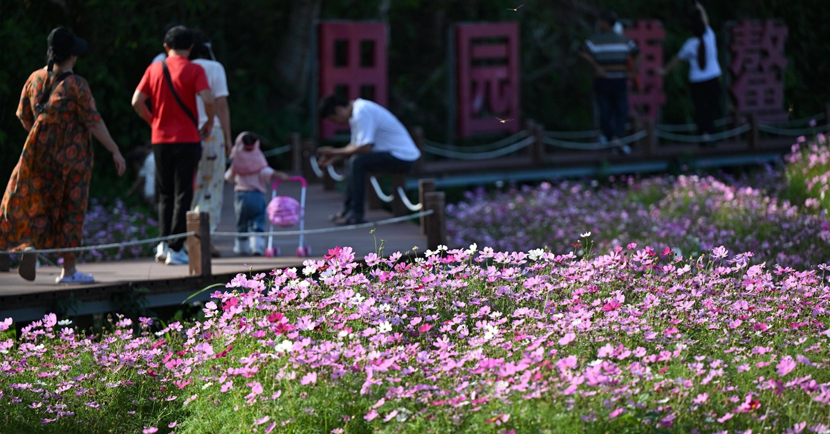 秀我中国丨博鳌南强村:花海绽放迎盛会