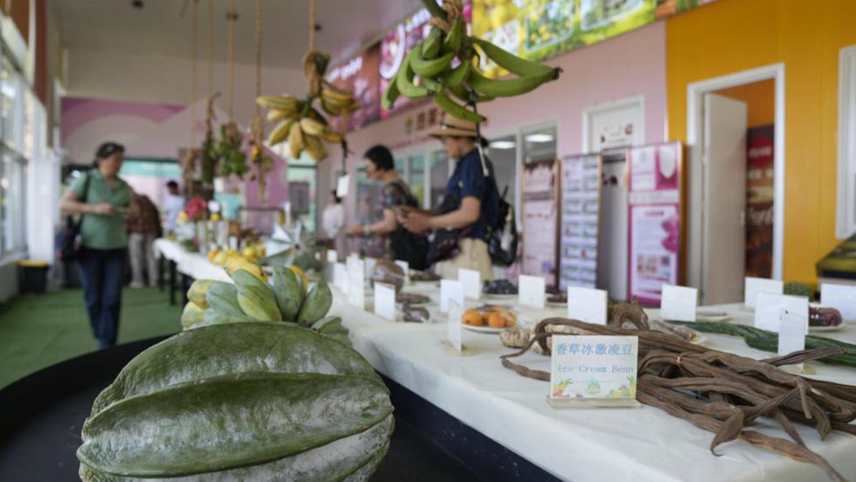 琼海世界热带水果之窗的甜蜜产业链