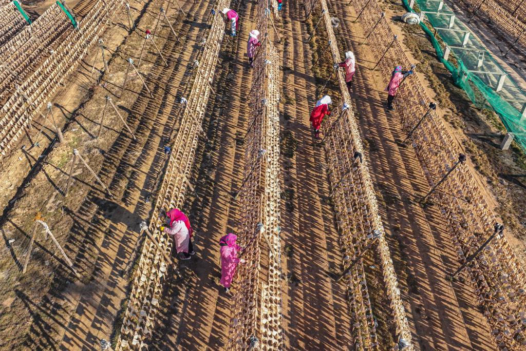 山东荣成：渔家春日&ldquo;晒鲜图&rdquo;