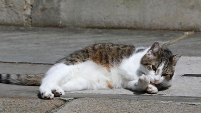 流水的英国首相，铁打的猫