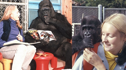 大猩猩与训练员相处40年 学会数千个英语单词